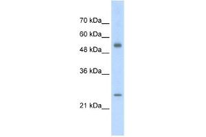 WB Suggested Anti-AK3L1 Antibody Titration:  2.