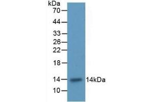 Detection of Recombinant ITGaM, Rat using Polyclonal Antibody to Integrin Alpha M (CD11b) (CD11b antibody  (AA 598-700))