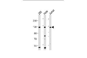 All lanes : Anti-INTS3 Antibody (C-Term) at 1:2000 dilution Lane 1: 293 whole cell lysate Lane 2: Hela whole cell lysate Lane 3: Jurkat whole cell lysate Lysates/proteins at 20 μg per lane. (INTS3 antibody  (AA 1000-1034))