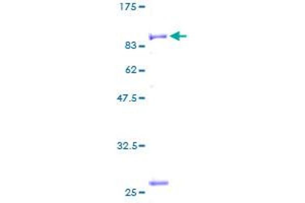 PITRM1 Protein (AA 1-534) (GST tag)
