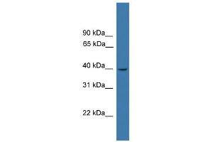 WB Suggested Anti-LTB4R Antibody Titration:  0. (Leukotriene B4 Receptor/BLT antibody  (C-Term))