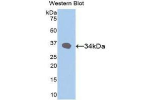 Western Blotting (WB) image for anti-Retinol Binding Protein 3, Interstitial (RBP3) (AA 19-320) antibody (ABIN1078479)