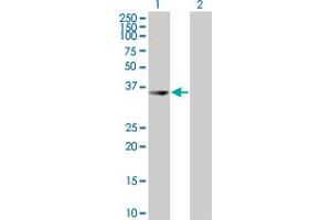 Western Blot analysis of UROD expression in transfected 293T cell line by UROD MaxPab polyclonal antibody. (UROD antibody  (AA 1-367))