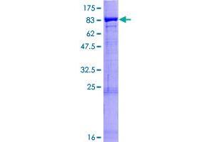 PTGS2 Protein (AA 1-604) (GST tag)