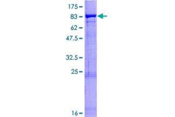 PTGS2 Protein (AA 1-604) (GST tag)