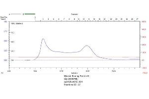 Size-exclusion chromatography-High Pressure Liquid Chromatography (SEC-HPLC) image for Myosin Binding Protein H-Like (MYBPHL) (AA 1-354) protein (Strep Tag) (ABIN3108544) (MYBPHL Protein (AA 1-354) (Strep Tag))