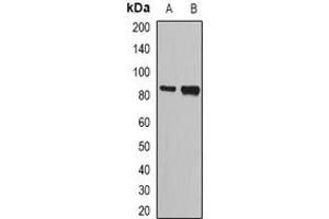 Western blot analysis of NASP expression in SW620 (A), HL60 (B) whole cell lysates. (NASP antibody)