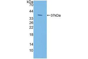 Western blot analysis of recombinant Human IDUa. (IDUA antibody  (AA 28-306))