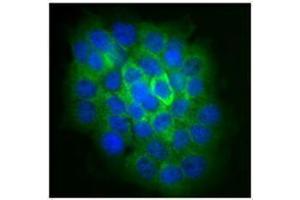 Immunofluorescence (IF) image for anti-NLR Family, Pyrin Domain Containing 2 (NLRP2) antibody (ABIN2666255) (NLRP2 antibody)