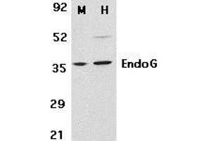 Western blot analysis of EndoG in mouse (M) 3T3 and human (H) HepG2 cell lysates with EndoG antibody at 2μg/ml. (Endonuclease G antibody  (AA 55-70))