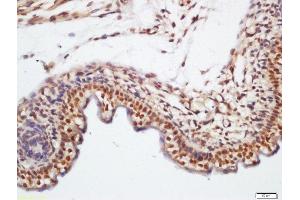 Formalin-fixed and paraffin embedded mouse embryo labeled with Rabbit Anti-KLHL7 Polyclonal Antibody, Unconjugated (ABIN760046) at 1:200 followed by conjugation to the secondary antibody and DAB staining (KLHL7 antibody  (AA 51-150))