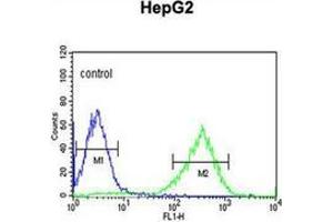Flow cytometric analysis of HepG2 cells using HFE2 / Hemojuvelin Antibody (C-term) Cat. (HFE2 antibody  (C-Term))