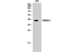 Western Blot (WB) analysis of COS7 cells using DNAM-1 Polyclonal Antibody. (CD226 antibody  (Tyr570))
