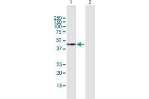 Western Blot analysis of GTF2H2 expression in transfected 293T cell line by GTF2H2 MaxPab polyclonal antibody. (GTF2H2 antibody  (AA 1-395))