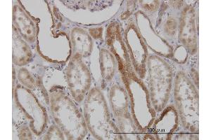Immunoperoxidase of monoclonal antibody to MFN2 on formalin-fixed paraffin-embedded human kidney. (MFN2 antibody  (AA 661-757))
