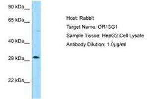 Image no. 1 for anti-Olfactory Receptor, Family 13, Subfamily G, Member 1 (OR13G1) (AA 236-285) antibody (ABIN6750031) (OR13G1 antibody  (AA 236-285))