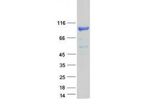 Western Blotting (WB) image for Ribosomal Protein S6 Kinase, 90kDa, Polypeptide 5 (RPS6KA5) (Transcript Variant 1) protein (Myc-DYKDDDDK Tag) (ABIN2731177)