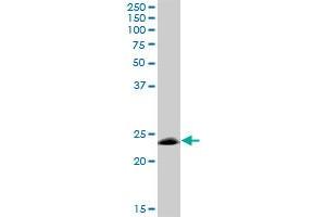 MOG MaxPab polyclonal antibody. (MOG antibody  (AA 1-295))