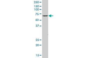 COBRA1 MaxPab polyclonal antibody. (COBRA1 antibody  (AA 1-475))