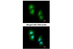 ICC/IF Image Immunofluorescence analysis of paraformaldehyde-fixed A549, using RGS13, antibody at 1:200 dilution. (RGS13 antibody)
