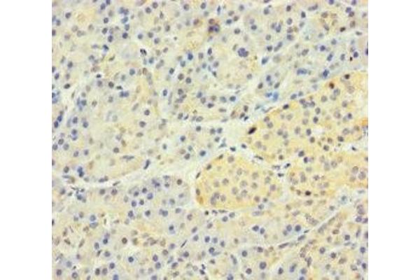 SLC25A35 antibody  (AA 120-168)