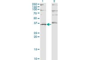 Western Blot analysis of FOXL1 expression in transfected 293T cell line by FOXL1 monoclonal antibody (M10), clone 2C3. (FOXL1 antibody  (AA 132-240))