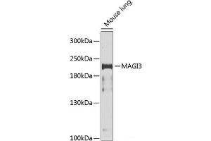 Western blot analysis of extracts of Mouse lung using MAGI3 Polyclonal Antibody at dilution of 1:1000.
