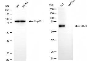Western blotting analysis using CD73 antibody (ABIN7797430). (CD73 antibody)
