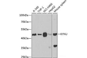 Western blot analysis of extracts of various cell lines using KYNU Polyclonal Antibody at dilution of 1:1000. (KYNU antibody)