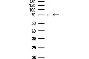 Western blot analysis of lysates from Rat testis, using SRP68 Antibody at 1/1000 dilution.