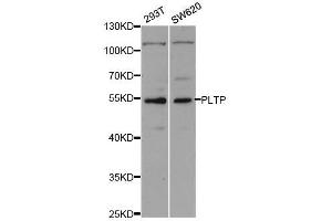 Western blot analysis of extracts of various cell lines, using PLTP antibody. (PLTP antibody  (AA 142-441))