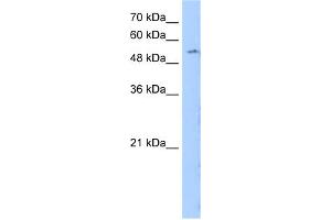 WB Suggested Anti-LMBR1 Antibody Titration:  0. (LMBR1 antibody  (N-Term))