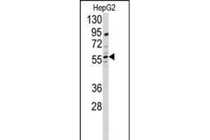 Western blot analysis of anti-DHCR24 Antibody (N-term)  in HepG2 cell line lysates (35 μg/lane). (Seladin 1 antibody  (N-Term))