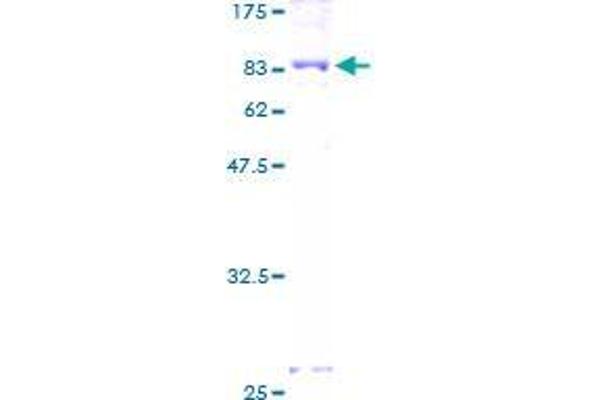 DPYSL5 Protein (AA 1-564) (GST tag)