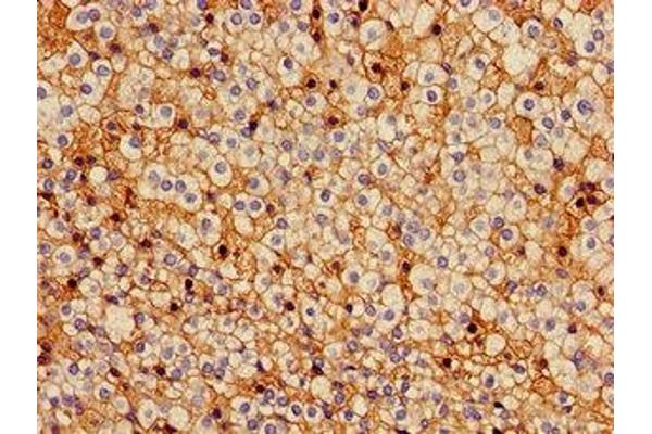 Cx40/GJA5 antibody  (AA 227-358)