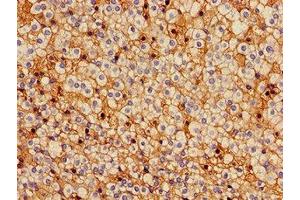 Immunohistochemistry of paraffin-embedded human adrenal gland tissue using ABIN7153597 at dilution of 1:100