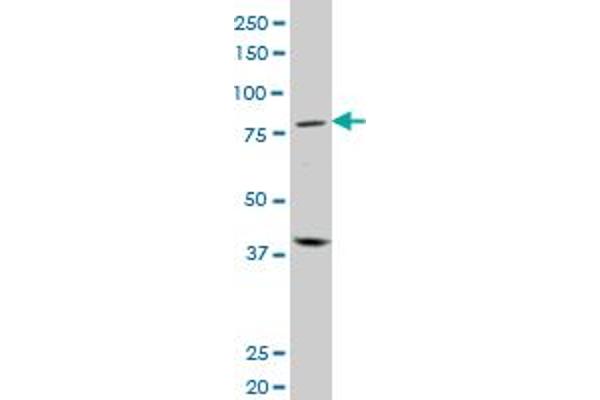 PRDM1 antibody  (AA 1-109)