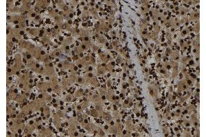 ABIN6273282 at 1/100 staining Human liver tissue by IHC-P. (p107 antibody  (C-Term))