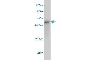 Western Blot detection against Immunogen (50. (WISP2 antibody  (AA 24-250))