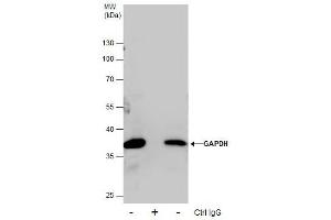 Immunoprecipitation (IP) image for anti-Glyceraldehyde-3-Phosphate Dehydrogenase (GAPDH) antibody (ABIN2857072)