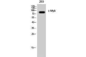 Western Blotting (WB) image for anti-V-Myb Myeloblastosis Viral Oncogene Homolog (Avian) (MYB) (Ser927) antibody (ABIN3179960) (MYB antibody  (Ser927))