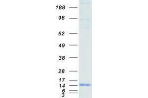 Western Blotting (WB) image for Ubiquitin-Like 5 (UBL5) (Transcript Variant 1) protein (Myc-DYKDDDDK Tag) (ABIN2734904)