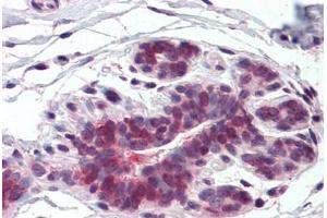 Anti-ELOVL5 antibody  ABIN960769 IHC staining of human breast. (ELOVL5 antibody  (Internal Region))