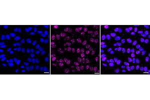 Immunocytochemical staining of HepG2 cells with Histone H4 antibody (ABIN7798982), 1:1,000).