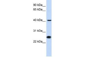WB Suggested Anti-CDC25C Antibody Titration:  0. (CDC25C antibody  (N-Term))