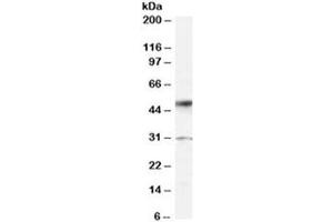 Western blot testing of human placenta lysate with ATF2 antibody at 0. (ATF2 antibody)