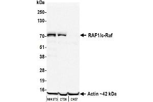 Western Blotting (WB) image for anti-V-Raf-1 Murine Leukemia Viral Oncogene Homolog 1 (RAF1) (AA 300-350) antibody (ABIN7795692) (Recombinant RAF1 antibody  (AA 300-350))