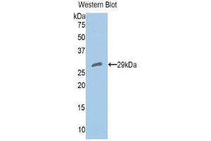 Western Blotting (WB) image for anti-Peroxiredoxin 4 (PRDX4) (AA 6-249) antibody (ABIN1860308) (Peroxiredoxin 4 antibody  (AA 6-249))