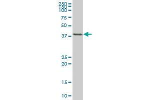 TIA1 MaxPab polyclonal antibody. (TIA1 antibody  (AA 1-214))