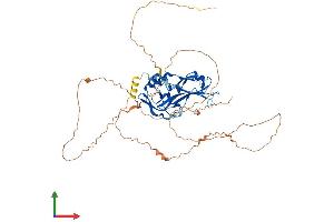 AlphaFold protein structure predicition of Mouse Recombinant Tbx5 Protein, UniprotID P70326